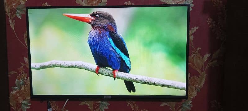 TCL LED For sale 1