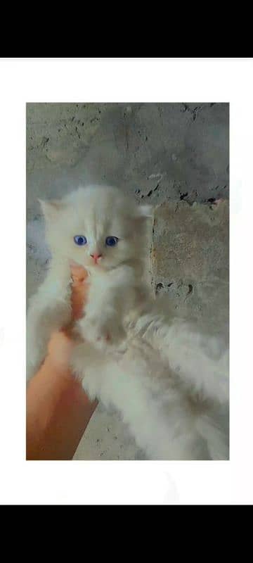 4 Persion kittens available for sale. Whatsapp 0305-6270596. 0