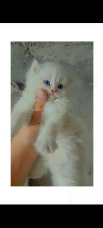 4 Persion kittens available for sale. Whatsapp 0305-6270596. 1