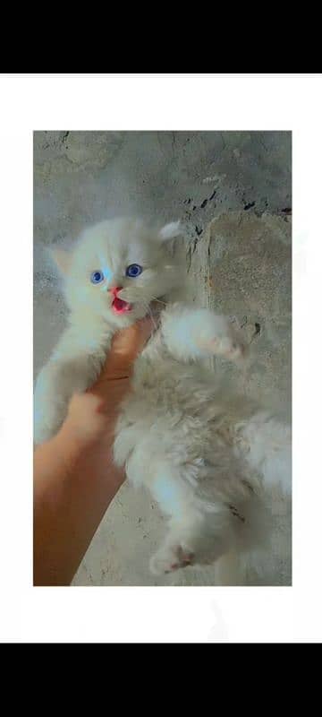 4 Persion kittens available for sale. Whatsapp 0305-6270596. 2