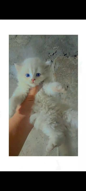 4 Persion kittens available for sale. Whatsapp 0305-6270596. 3