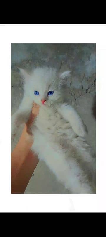 4 Persion kittens available for sale. Whatsapp 0305-6270596. 4