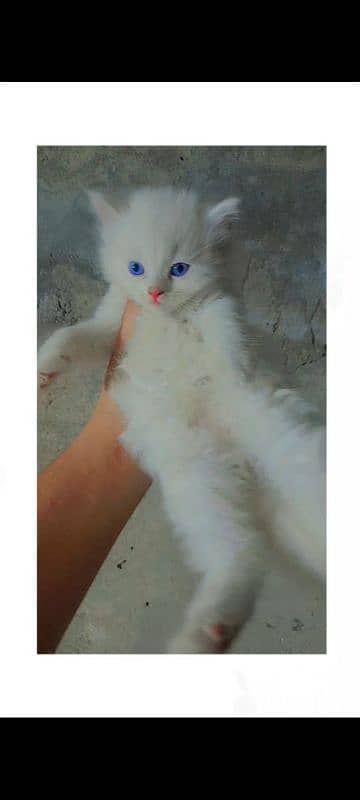 4 Persion kittens available for sale. Whatsapp 0305-6270596. 5