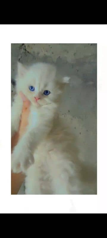 4 Persion kittens available for sale. Whatsapp 0305-6270596. 6