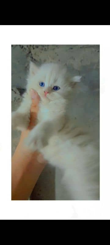 4 Persion kittens available for sale. Whatsapp 0305-6270596. 7