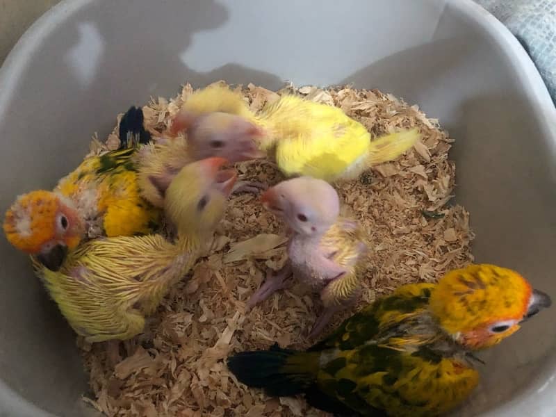 yellow and sunconer chick reading description 0