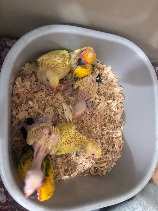 yellow and sunconer chick reading description 2