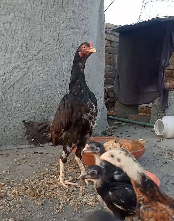mirathi amroha pure chicks aseel 0