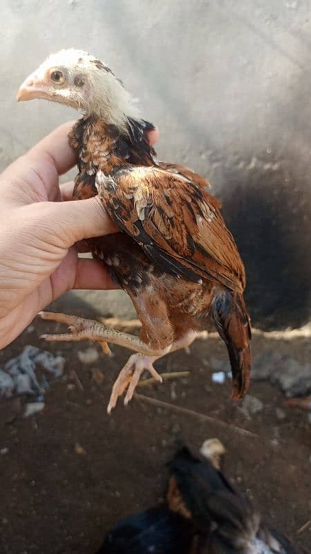 mirathi amroha pure chicks aseel 1