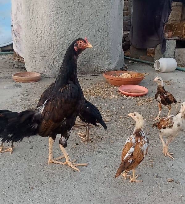 mirathi amroha pure chicks aseel 2