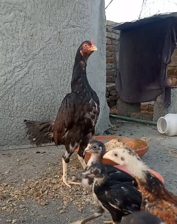 mirathi amroha pure chicks aseel 3