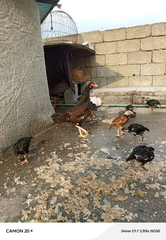 mirathi amroha pure chicks aseel 4