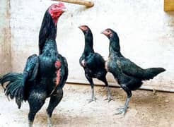 Thai pakoye pure chicks