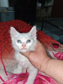 male cat parsion age 2 month