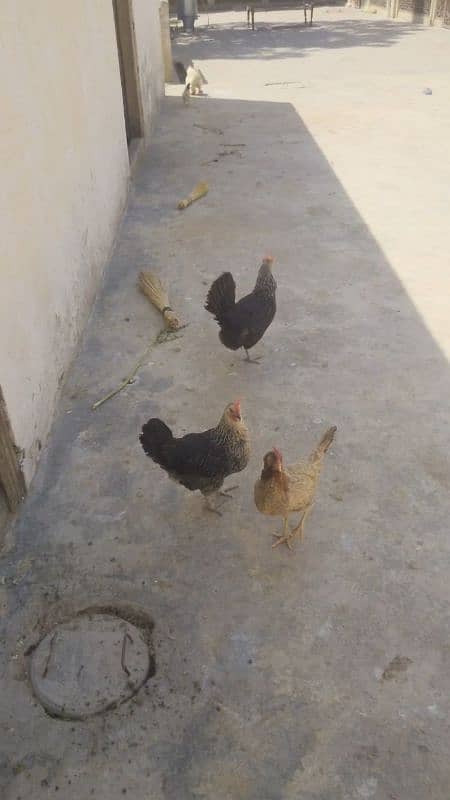 3 desi murgia gar ki Pali Hoi hai healthy and active 1