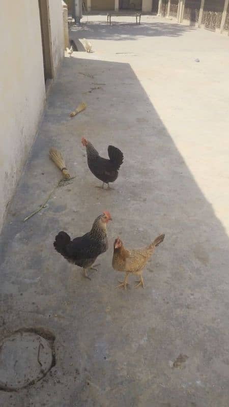 3 desi murgia gar ki Pali Hoi hai healthy and active 2
