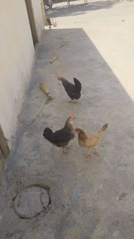 3 desi murgia gar ki Pali Hoi hai healthy and active 3