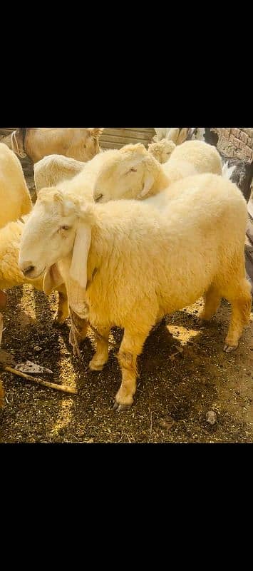 Bakray , chatray, bachray available for qurbani 2025 1