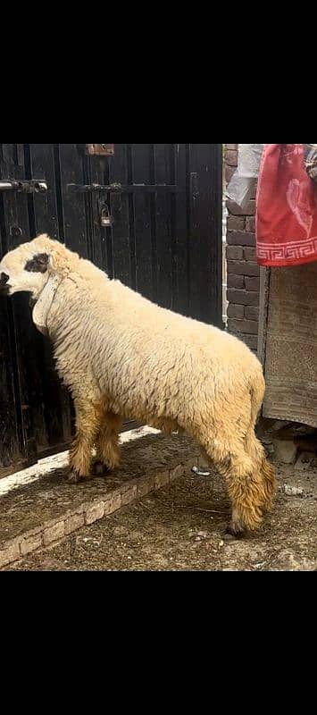 Bakray , chatray, bachray available for qurbani 2025 2