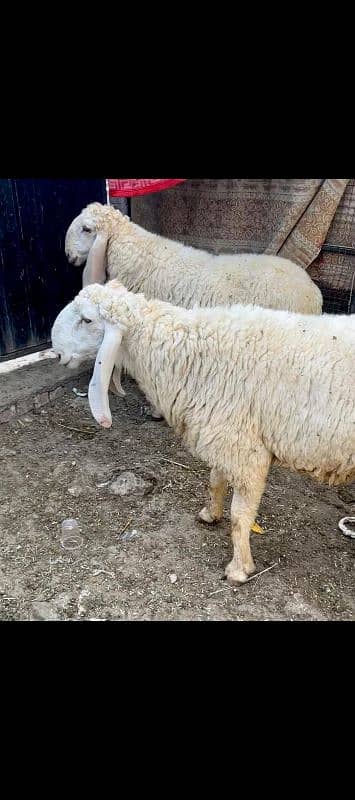 Bakray , chatray, bachray available for qurbani 2025 3