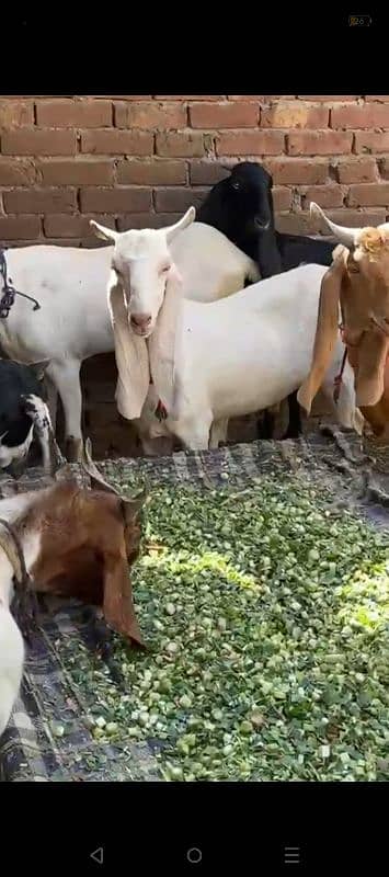 Bakray , chatray, bachray available for qurbani 2025 4