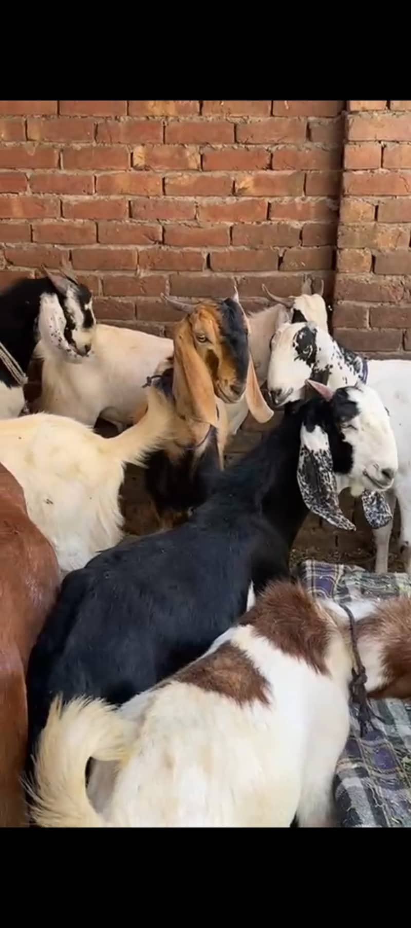 Bakray , chatray, bachray available for qurbani 2025 5