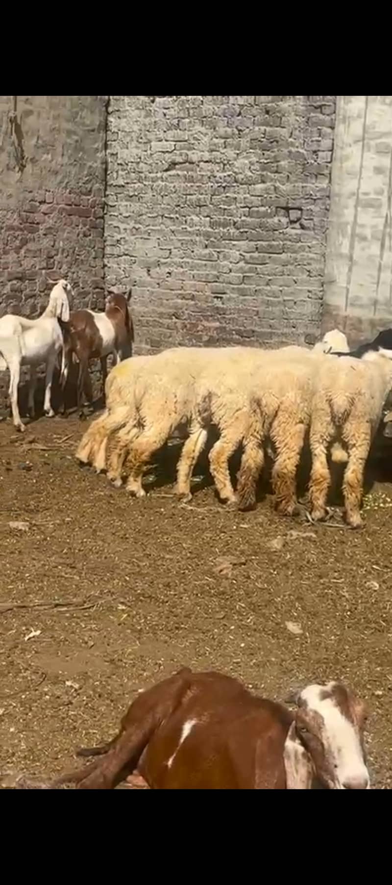 Bakray , chatray, bachray available for qurbani 2025 7