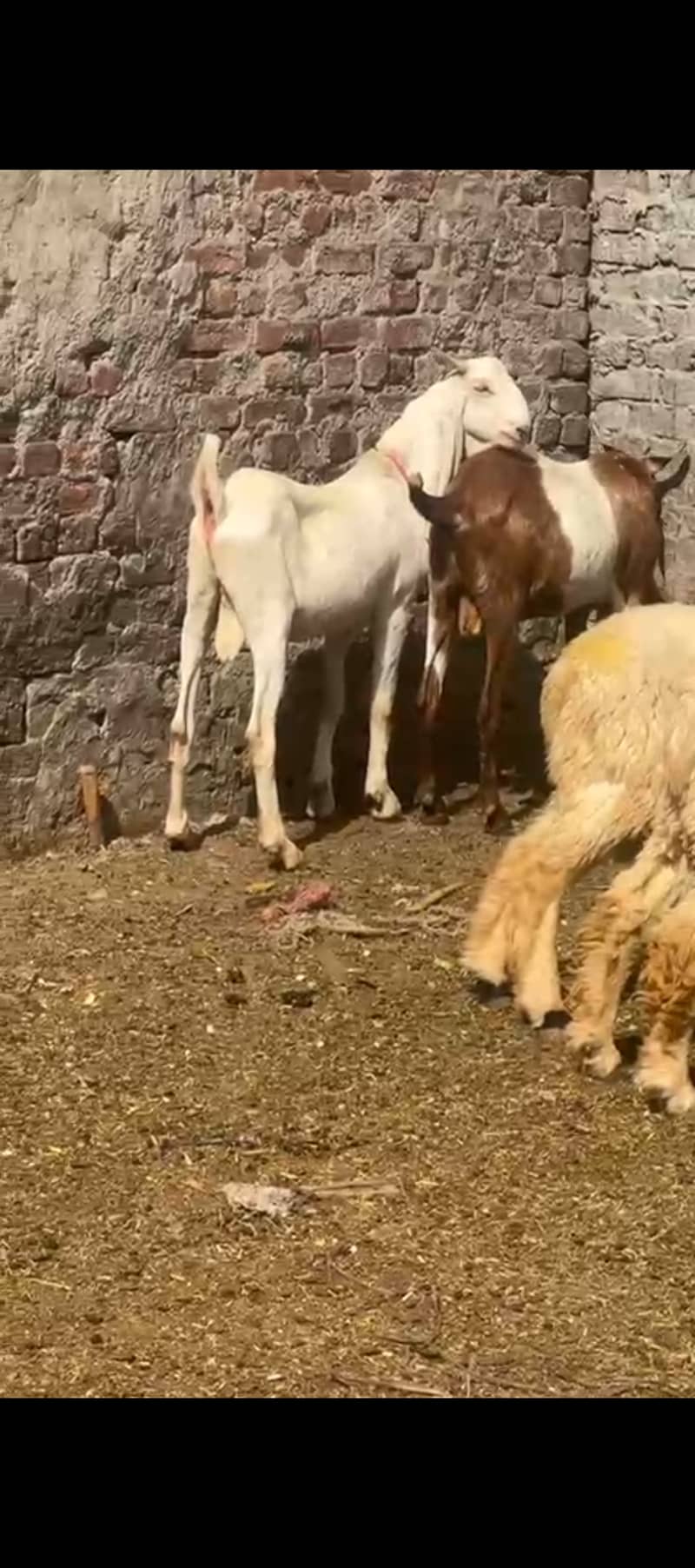 Bakray , chatray, bachray available for qurbani 2025 8