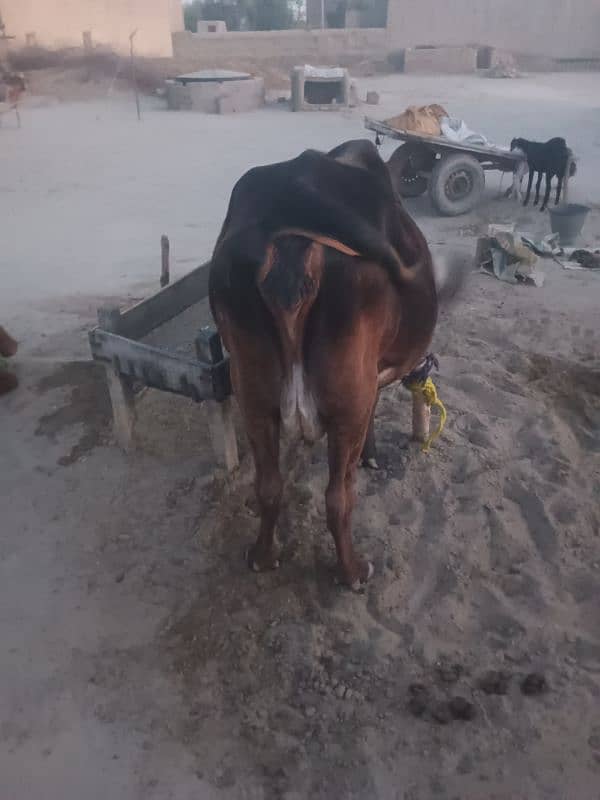 Cow For Sale 0