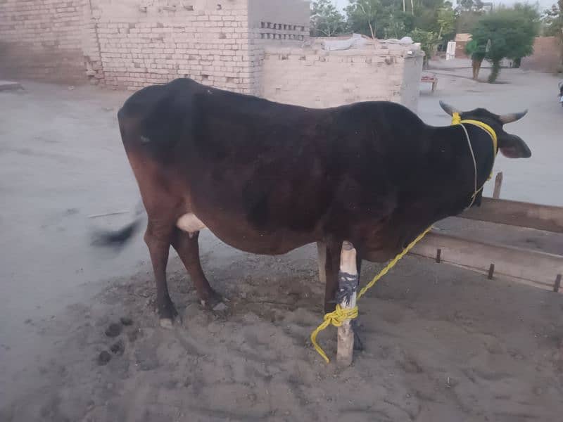 Cow For Sale 2
