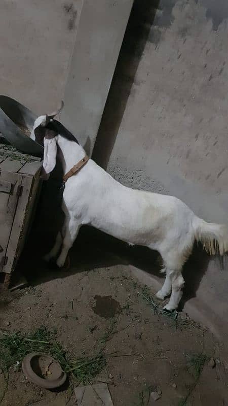 khasi or dhonda bakra for sale Lana wala hazrat rabta karin jori ha 0