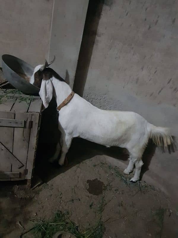 khasi or dhonda bakra for sale Lana wala hazrat rabta karin jori ha 1
