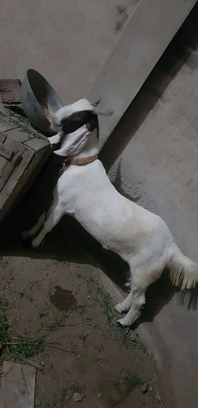 khasi or dhonda bakra for sale Lana wala hazrat rabta karin jori ha 2