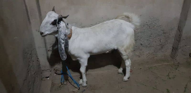 khasi or dhonda bakra for sale Lana wala hazrat rabta karin jori ha 3