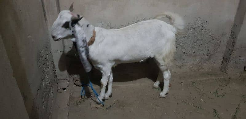 khasi or dhonda bakra for sale Lana wala hazrat rabta karin jori ha 4