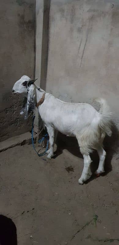 khasi or dhonda bakra for sale Lana wala hazrat rabta karin jori ha 5