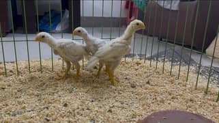parrot beak long tail chicks