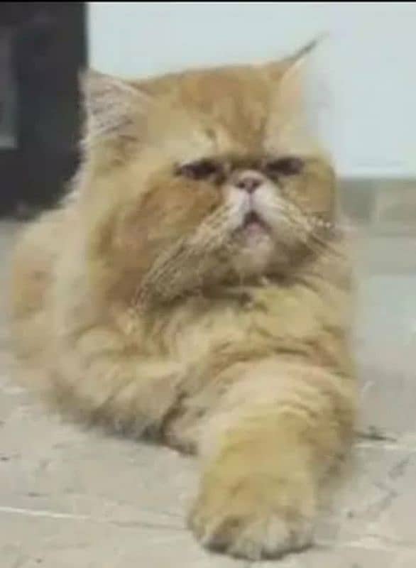 persian male cat for stud 0