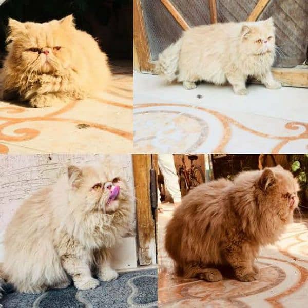 persian male cat for stud 1