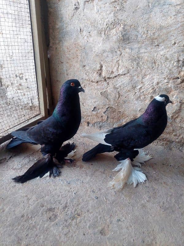megpai breeder pair 1