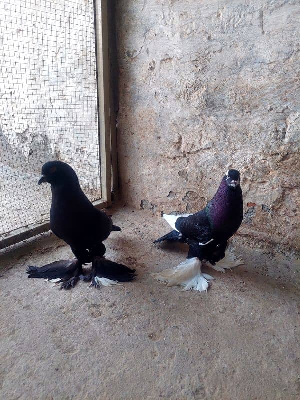 megpai breeder pair 2