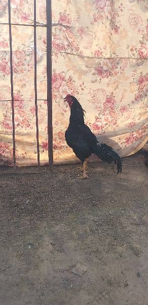 Lassani aseel 0