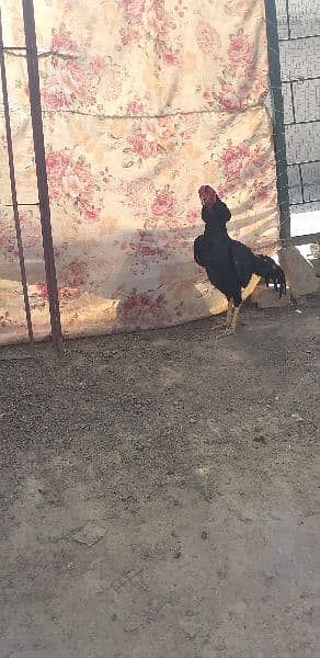 Lassani aseel 2