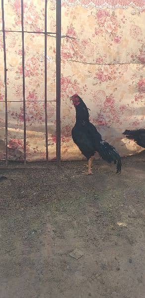 Lassani aseel 3