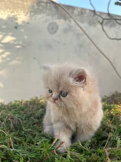 Persian kitten