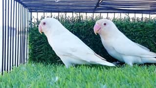 ALBINO