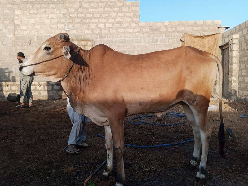 Bachray for sale 1