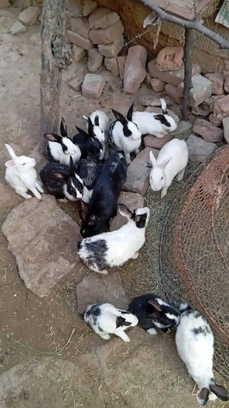 rabbits for sale rabit 0