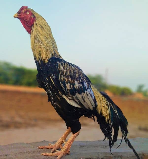Java Aseel male . best breeder male 1