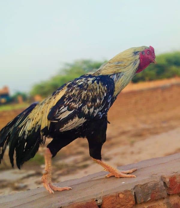 Java Aseel male . best breeder male 3
